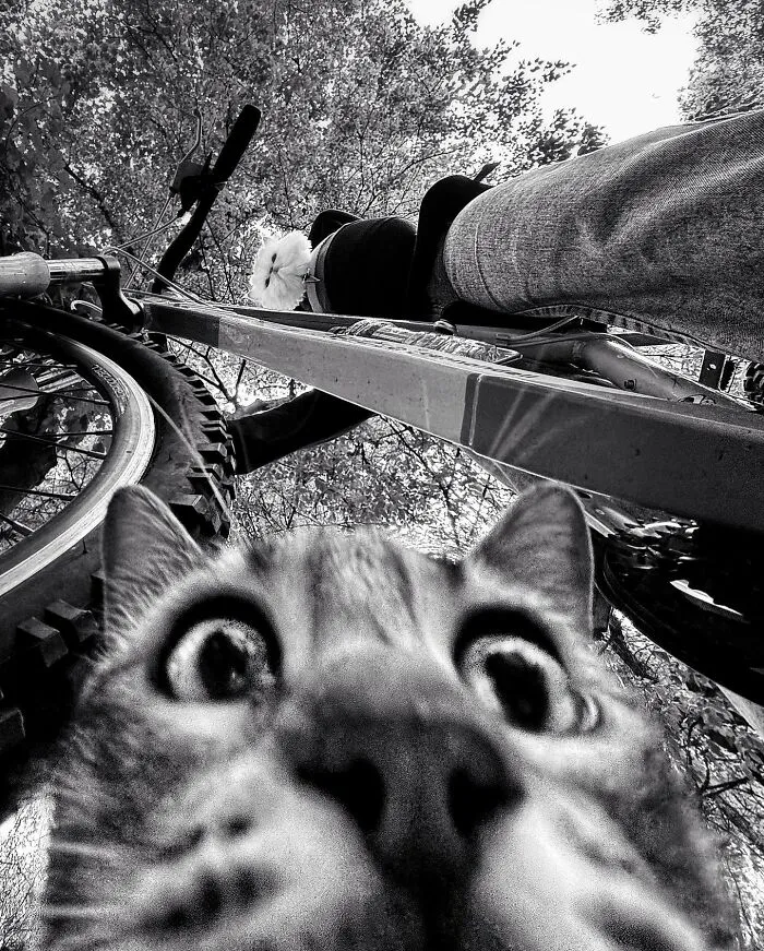 30 Photos Featuring Cat-Tastic Moments Captured By This Photographer