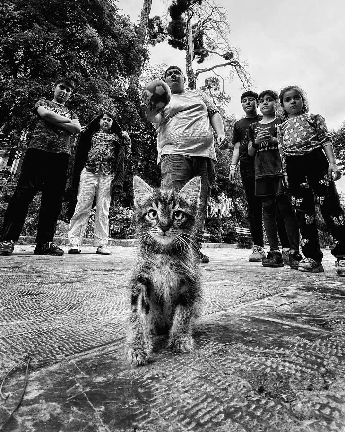 30 Photos Featuring Cat-Tastic Moments Captured By This Photographer