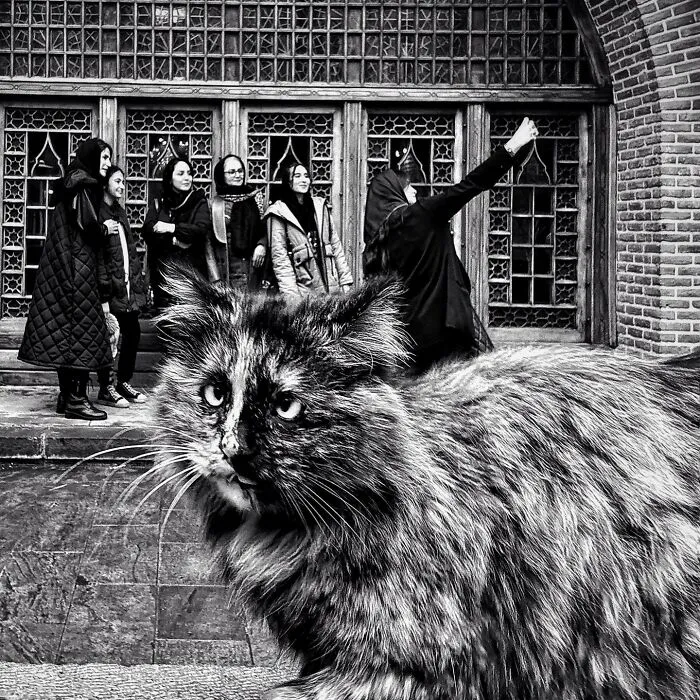 30 Photos Featuring Cat-Tastic Moments Captured By This Photographer