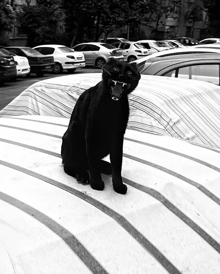 30 Photos Featuring Cat-Tastic Moments Captured By This Photographer