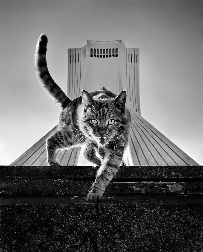30 Photos Featuring Cat-Tastic Moments Captured By This Photographer