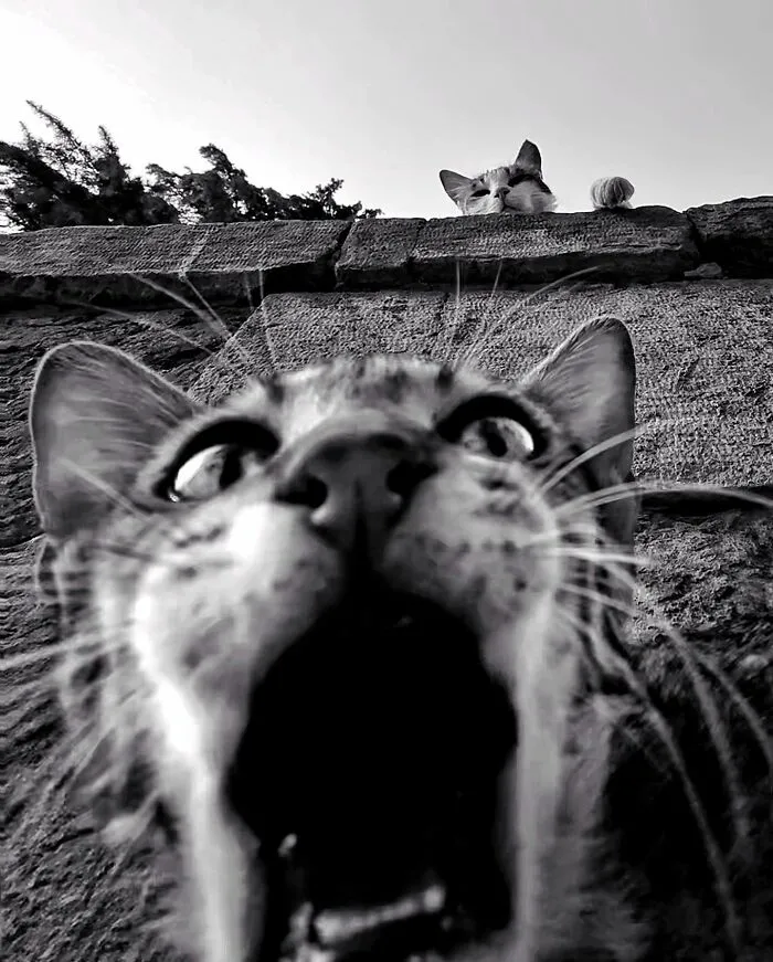 30 Photos Featuring Cat-Tastic Moments Captured By This Photographer