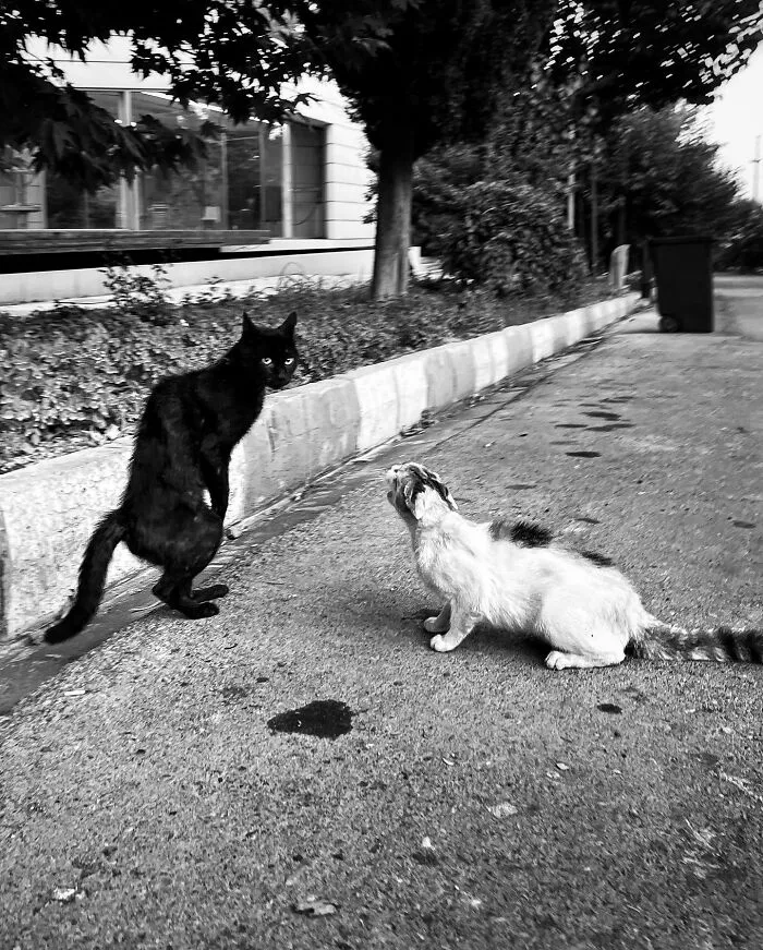 30 Photos Featuring Cat-Tastic Moments Captured By This Photographer