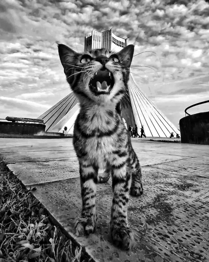 30 Photos Featuring Cat-Tastic Moments Captured By This Photographer