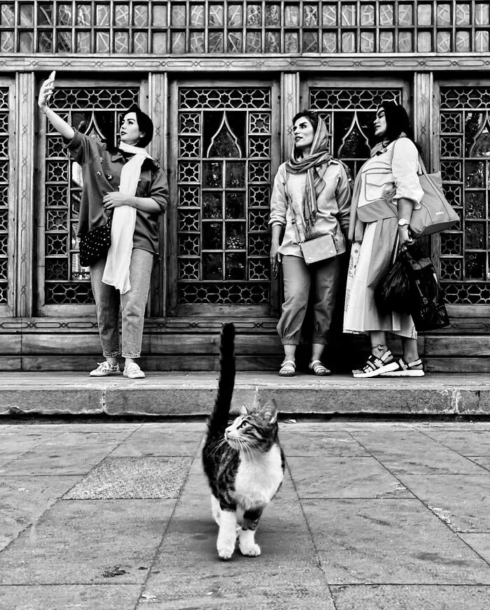 30 Photos Featuring Cat-Tastic Moments Captured By This Photographer