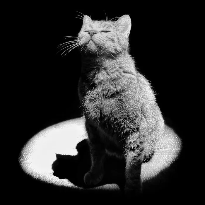 30 Photos Featuring Cat-Tastic Moments Captured By This Photographer