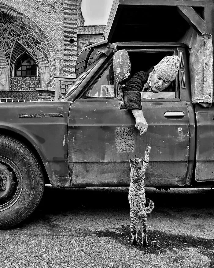 30 Photos Featuring Cat-Tastic Moments Captured By This Photographer