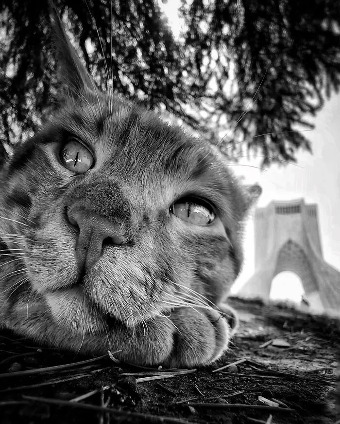 30 Photos Featuring Cat-Tastic Moments Captured By This Photographer