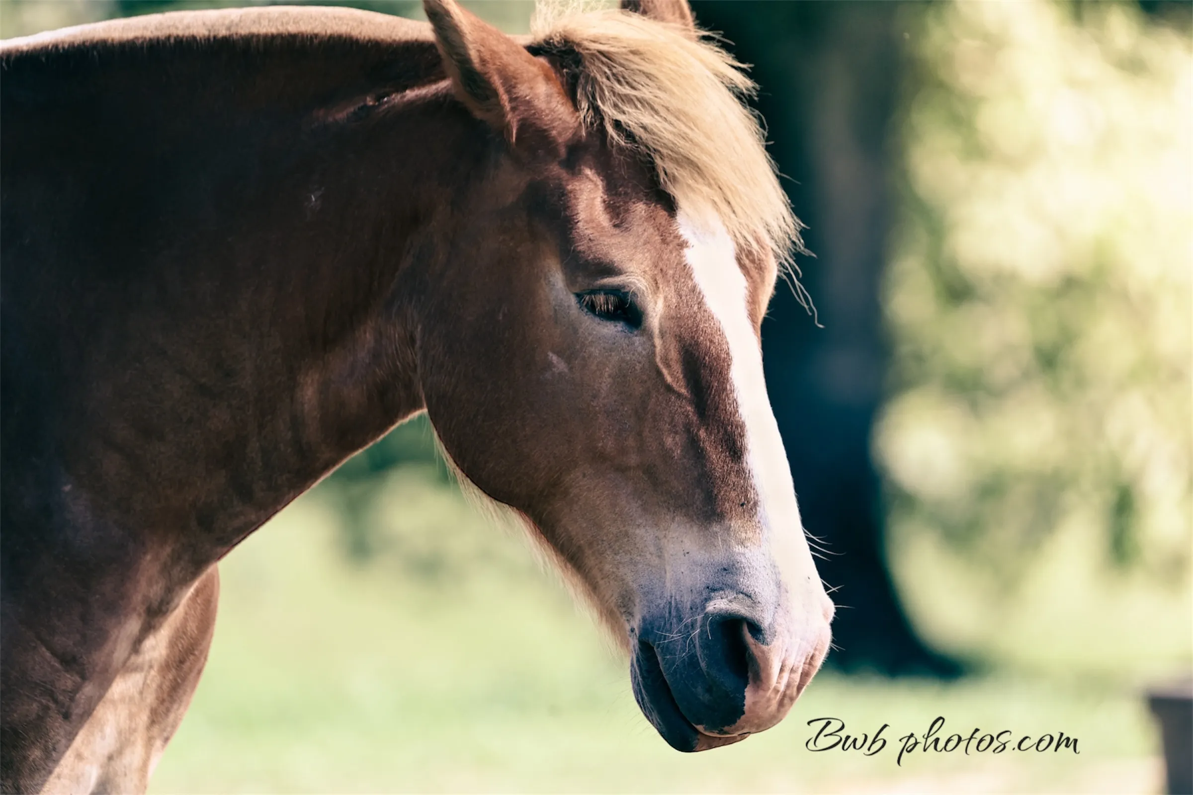 Horse