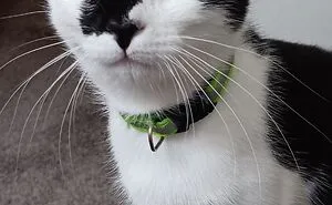 Hey Pandas, Post A Pic Of Your Cat To Celebrate International Cat Day (Closed)