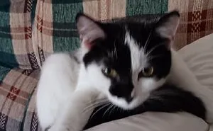 Hey Pandas, Post A Pic Of Your Cat To Celebrate International Cat Day (Closed)