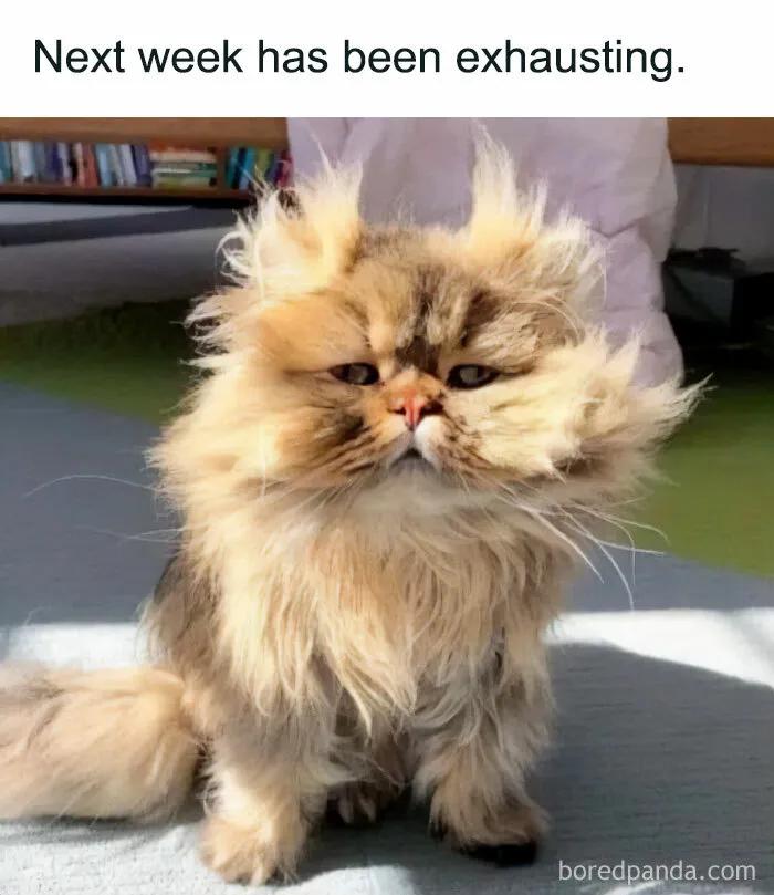 Next Week’s Forecast