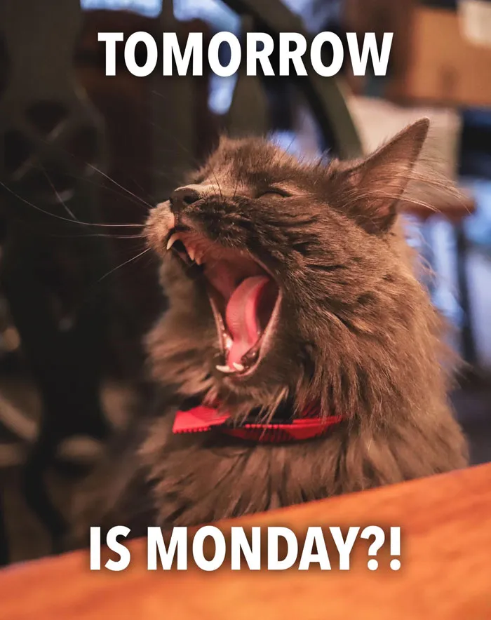 “Tomorrow Is What Day?!”