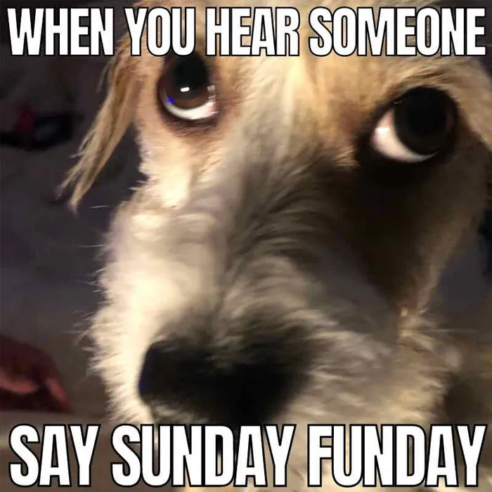 Close-up of a dog's skeptical face with text saying "When you hear someone say Sunday Funday," capturing a Sunday meme.