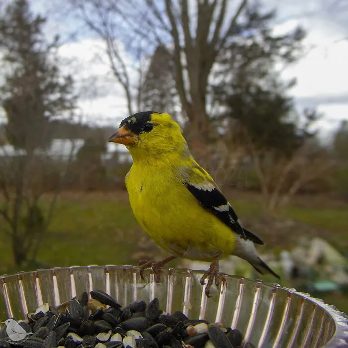 Curious Woman Installed Camera On Bird Feeder – Here’s Who Stopped By (30 New Pics)