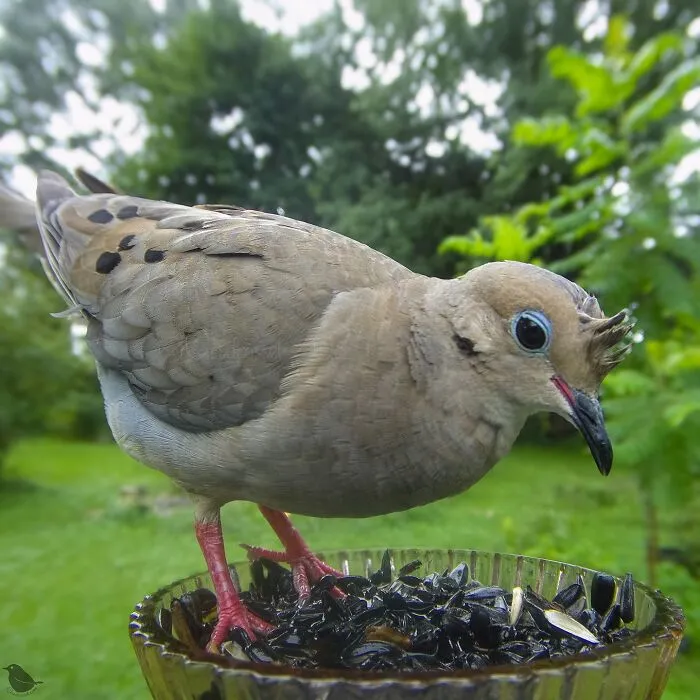 Curious Woman Installed Camera On Bird Feeder – Here’s Who Stopped By (30 New Pics)