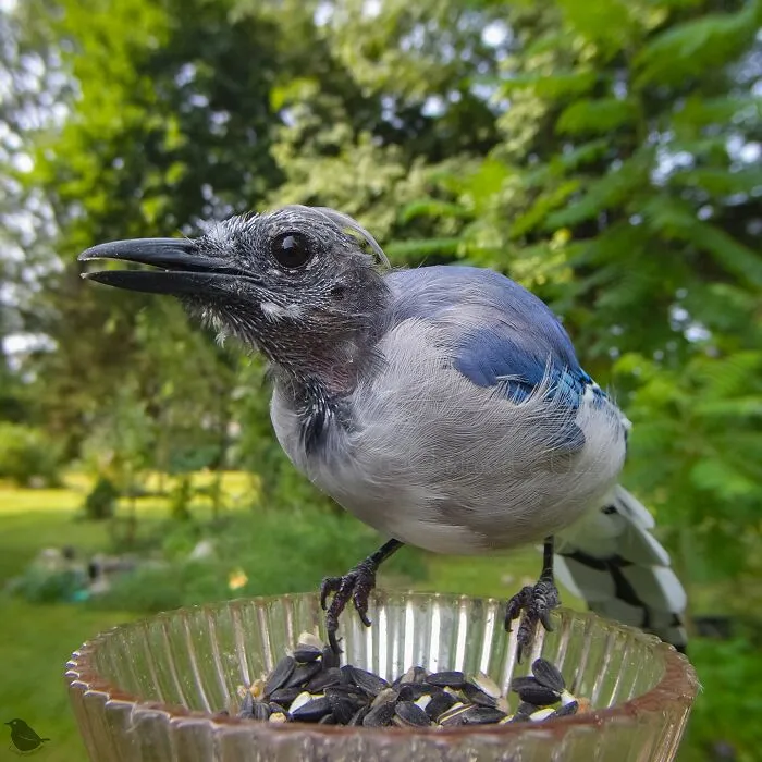Curious Woman Installed Camera On Bird Feeder – Here’s Who Stopped By (30 New Pics)