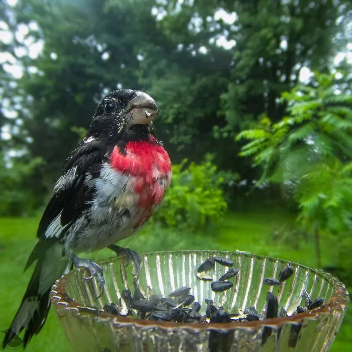 Curious Woman Installed Camera On Bird Feeder – Here’s Who Stopped By (30 New Pics)