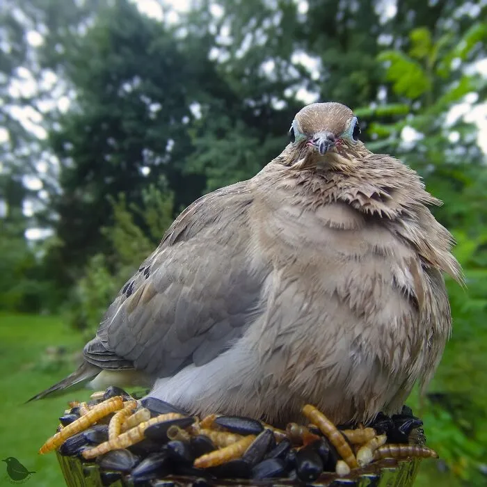 Curious Woman Installed Camera On Bird Feeder – Here’s Who Stopped By (30 New Pics)