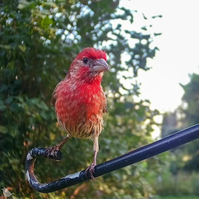 Curious Woman Installed Camera On Bird Feeder – Here’s Who Stopped By (30 New Pics)