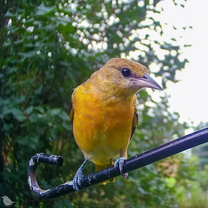Curious Woman Installed Camera On Bird Feeder – Here’s Who Stopped By (30 New Pics)