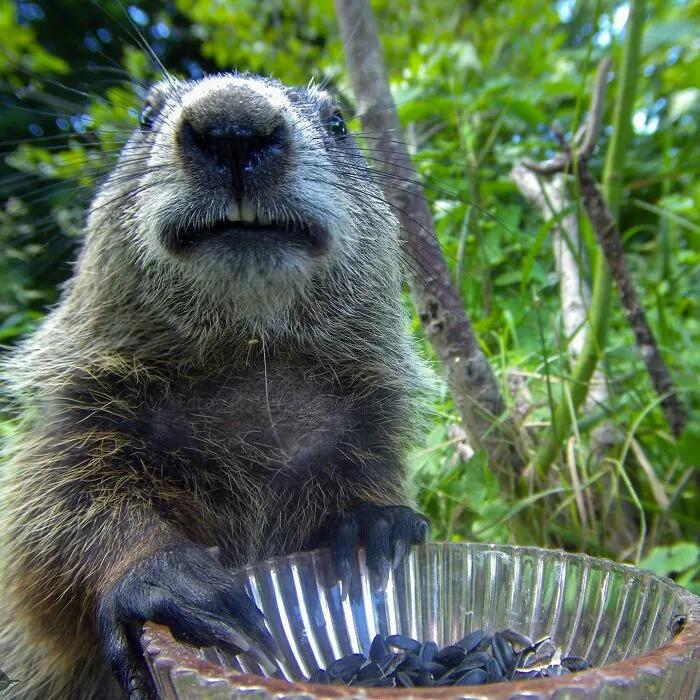 Curious Woman Installed Camera On Bird Feeder – Here’s Who Stopped By (30 New Pics)