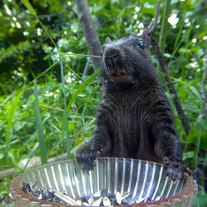 Curious Woman Installed Camera On Bird Feeder – Here’s Who Stopped By (30 New Pics)