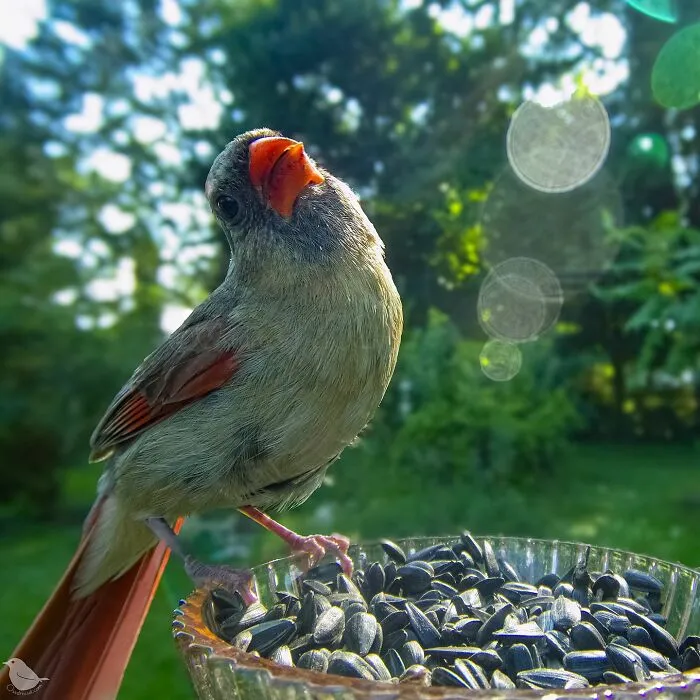 Curious Woman Installed Camera On Bird Feeder – Here’s Who Stopped By (30 New Pics)