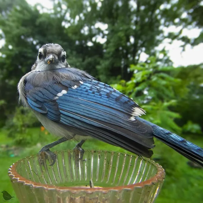 Curious Woman Installed Camera On Bird Feeder – Here’s Who Stopped By (30 New Pics)