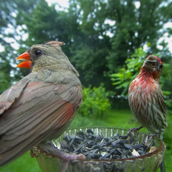 Curious Woman Installed Camera On Bird Feeder – Here’s Who Stopped By (30 New Pics)