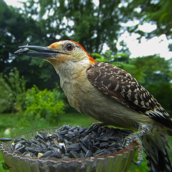 Curious Woman Installed Camera On Bird Feeder – Here’s Who Stopped By (30 New Pics)