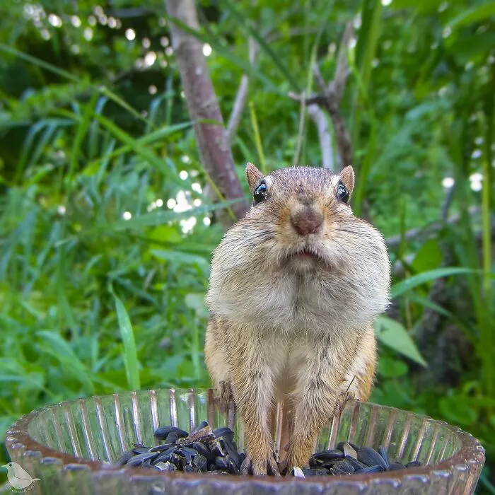 Curious Woman Installed Camera On Bird Feeder – Here’s Who Stopped By (30 New Pics)