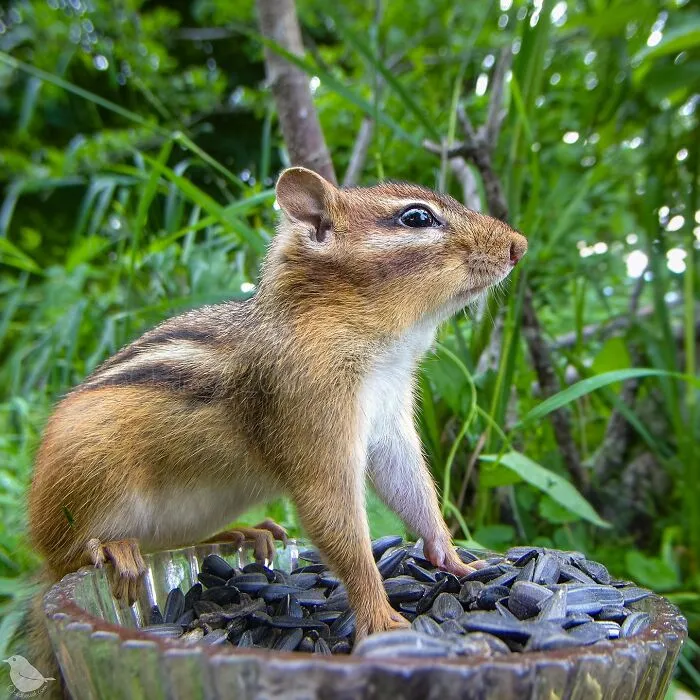 Curious Woman Installed Camera On Bird Feeder – Here’s Who Stopped By (30 New Pics)