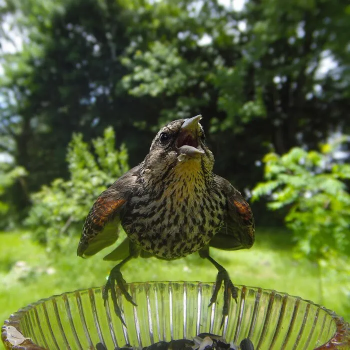 Curious Woman Installed Camera On Bird Feeder – Here’s Who Stopped By (30 New Pics)