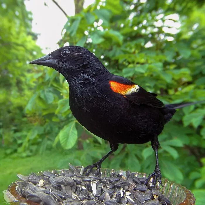 Curious Woman Installed Camera On Bird Feeder – Here’s Who Stopped By (30 New Pics)