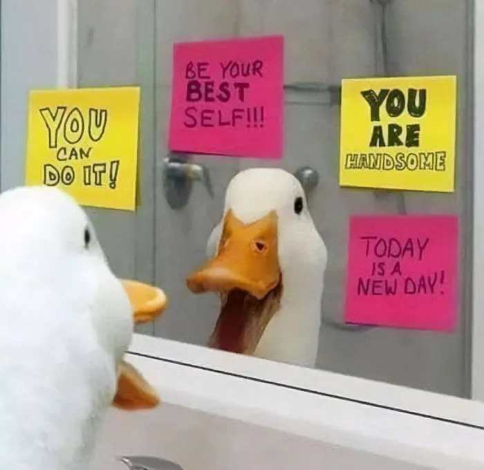 Duck Motivation