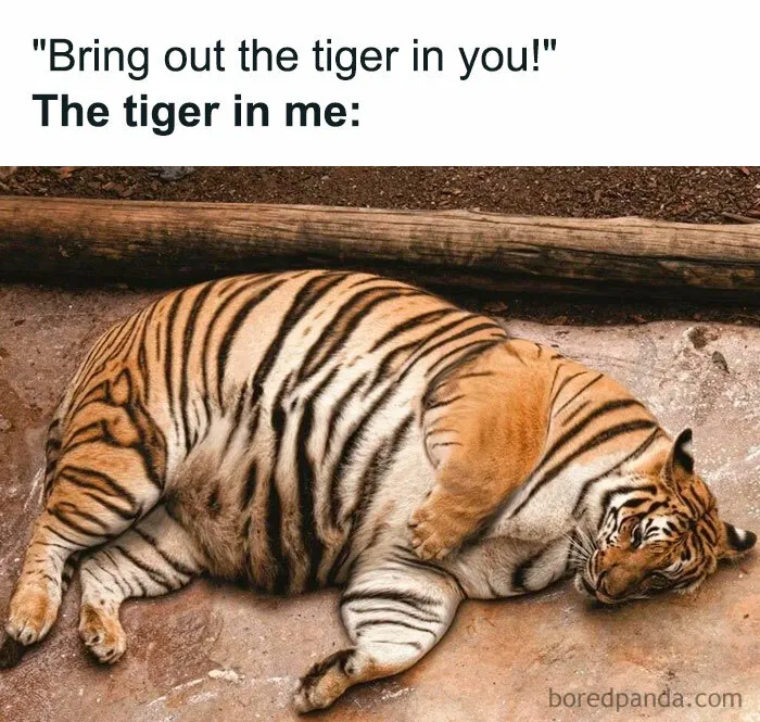 “The Lazy Tiger in Me”