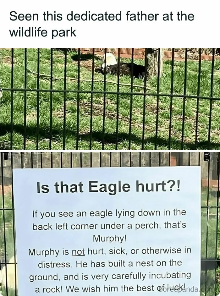 50 Adorable Animal Memes That May Give You That Serotonin Boost For Today