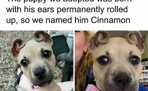 50 Adorable Animal Memes That May Give You That Serotonin Boost For Today