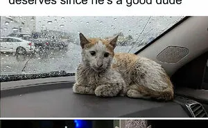50 Adorable Animal Memes That May Give You That Serotonin Boost For Today