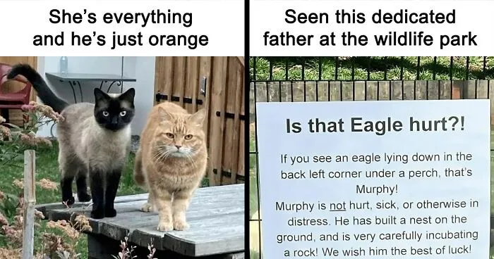 50 Adorable Animal Memes That May Give You That Serotonin Boost For Today