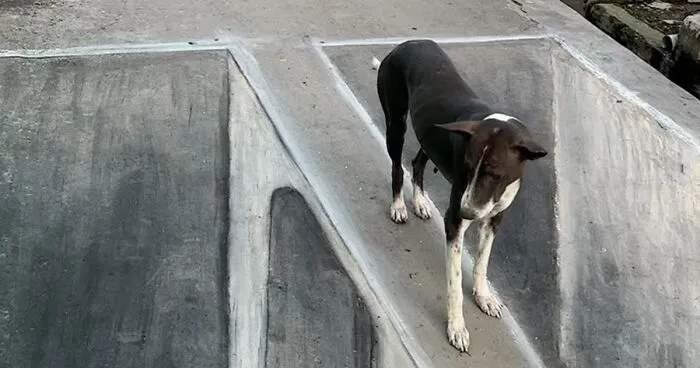 31 Chalk Drawings Made By This Art Teacher Entertain The Whole Neighborhood