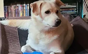 Hey Pandas, Show Off Your Adorable Pups For International Dog Day (Closed)