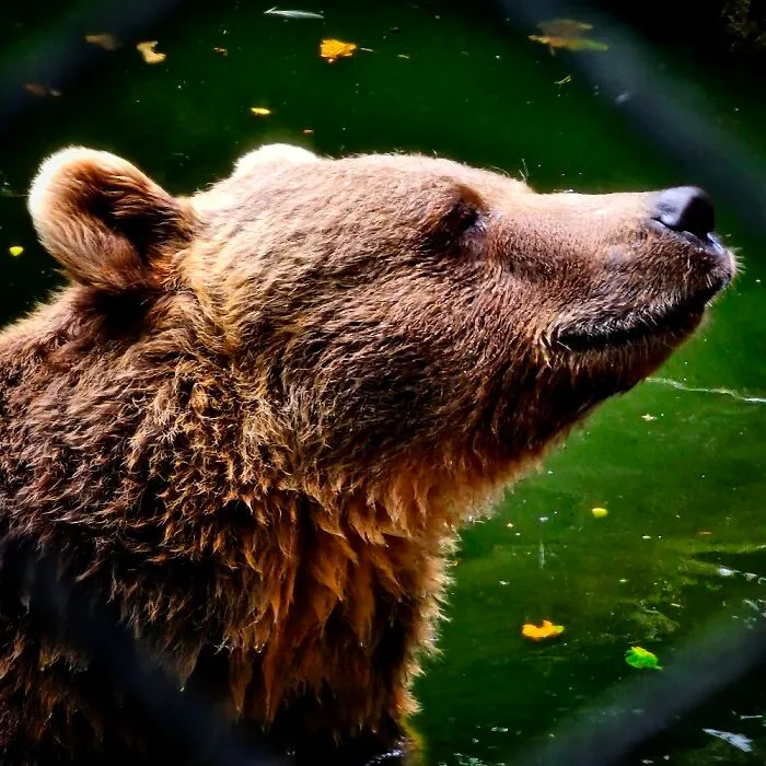Taken At Colwyn Bay Mountain Zoo