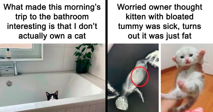 This Popular Instagram Account Shares Funny Cat Memes, And Here Are 50 Of The Very Best Ones