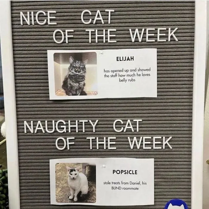 This Popular Instagram Account Shares Funny Cat Memes, And Here Are 50 Of The Very Best Ones