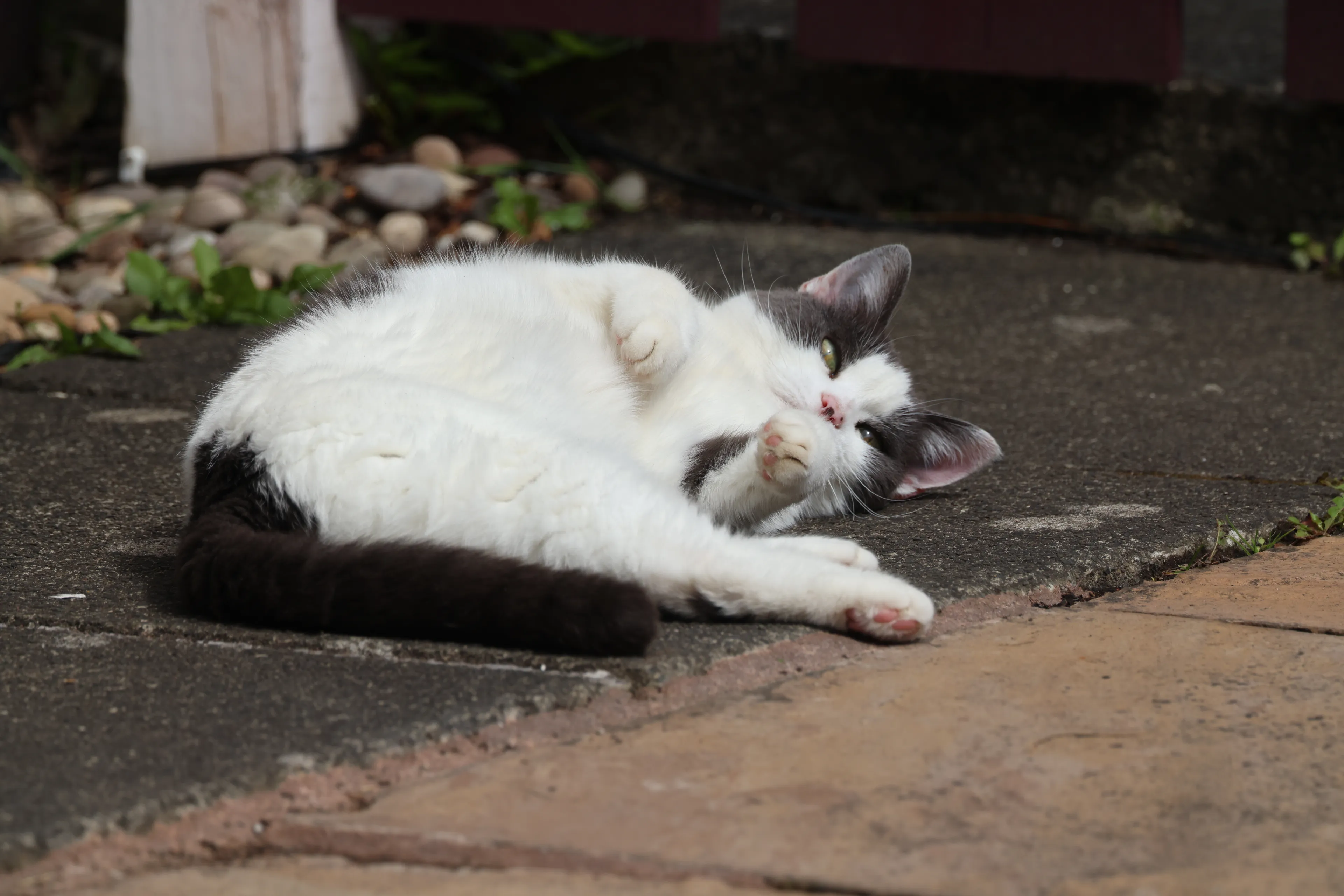 My Cat Angel.  I Love Here Loads!