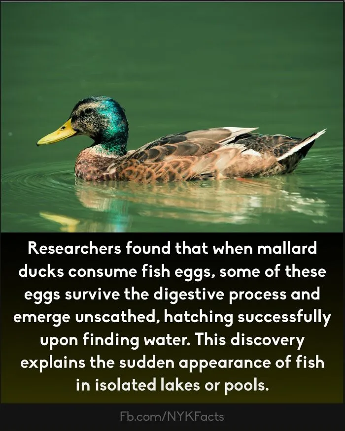 ‘Now You Know’: 50 Random Facts That Are Too Interesting To Scroll Past