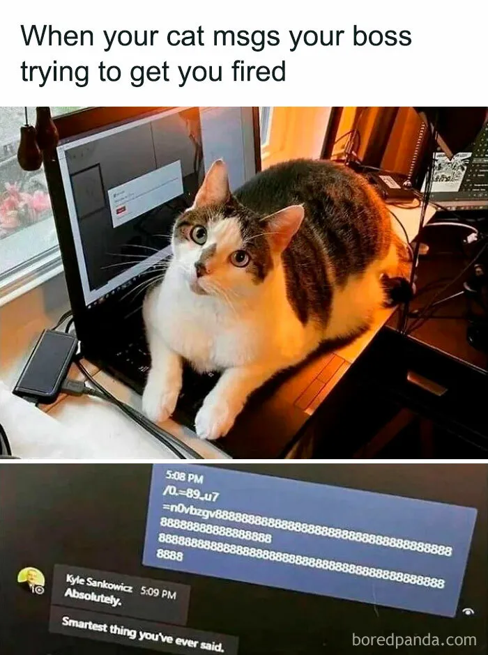 50 Times Cats Proved They’re The Masters Of Meme-Full Moments, As Seen On This IG Page