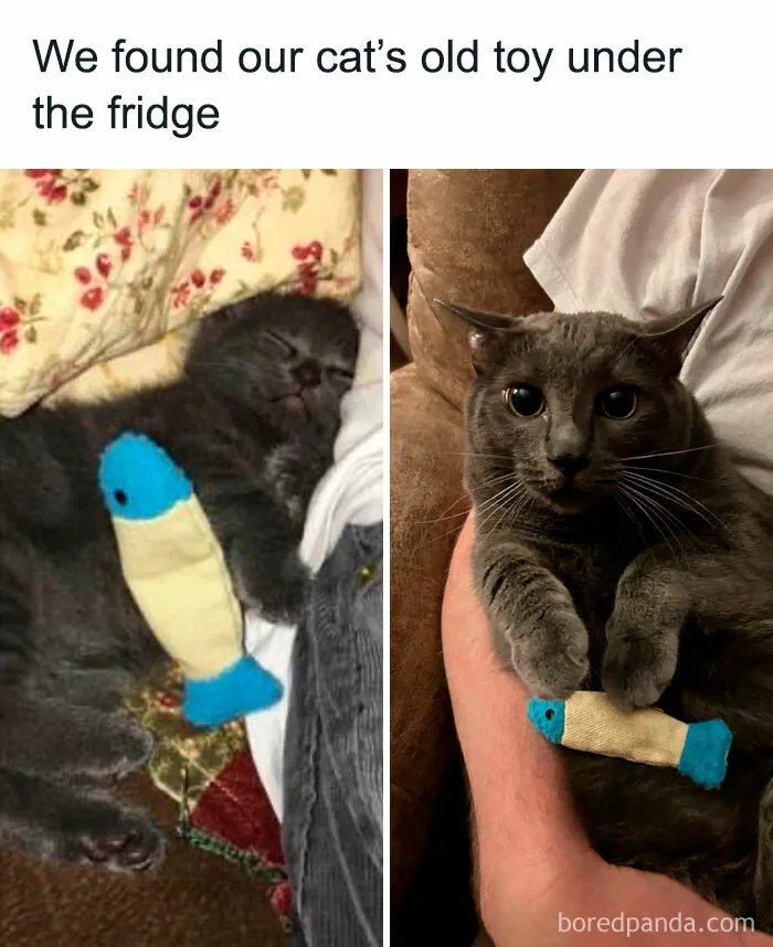 50 Times Cats Proved They’re The Masters Of Meme-Full Moments, As Seen On This IG Page